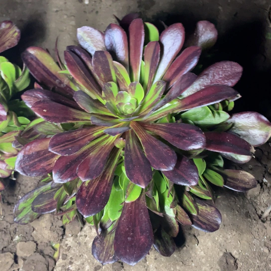 欧若拉多肉法师断枝不包