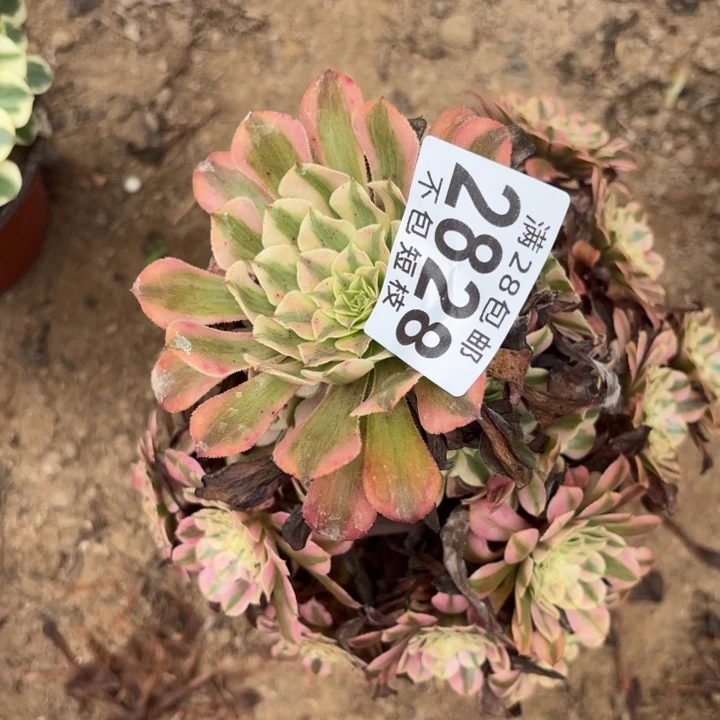 2828粉铜多肉植物法师