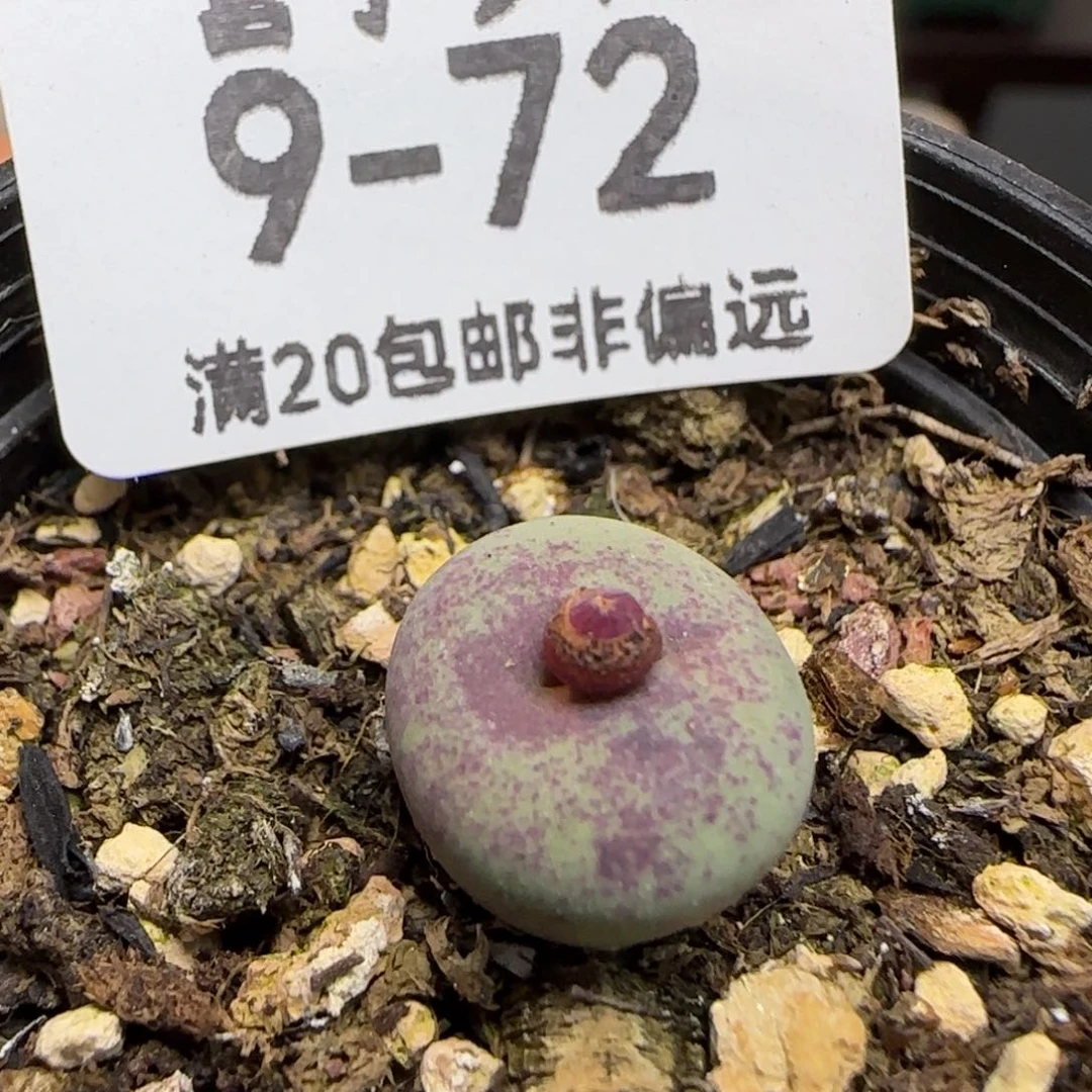 贝特芬带盆土发货。