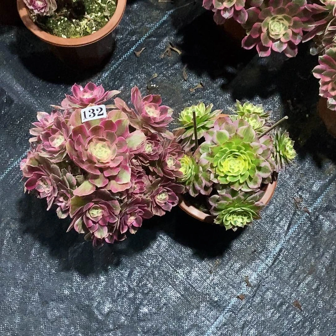 131女妖海仙两颗福利价