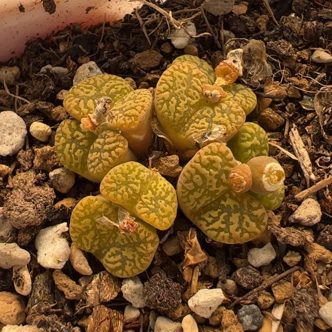 411多肉植物百科