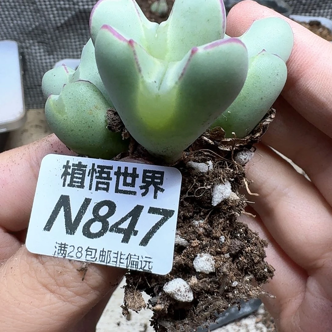 多肉植物的润泽徐