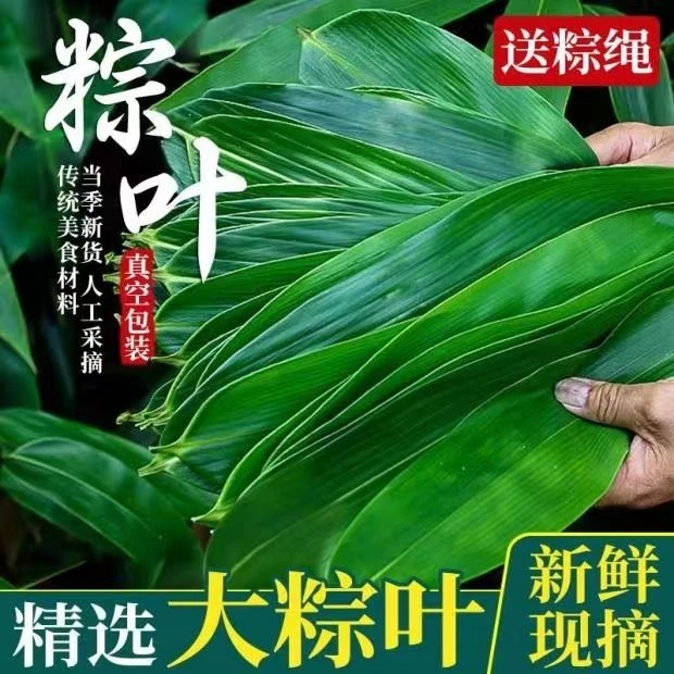 【发100片】 新鲜粽叶摘现粽子叶竹叶超大号现发真空包粽子