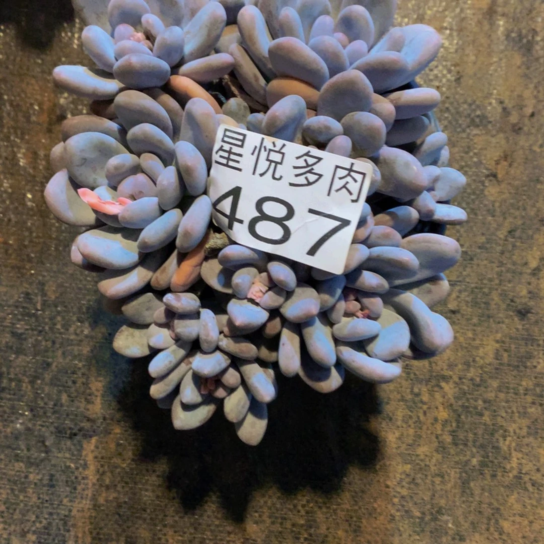 487大香水精品多肉