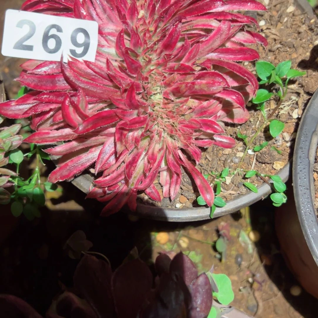 269 号多肉植物福利