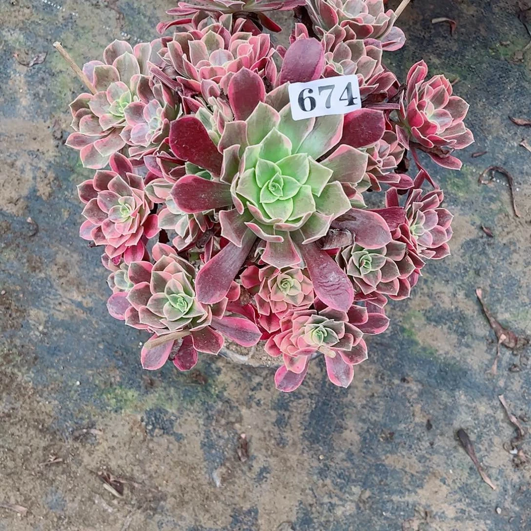 无花朵多肉植物674