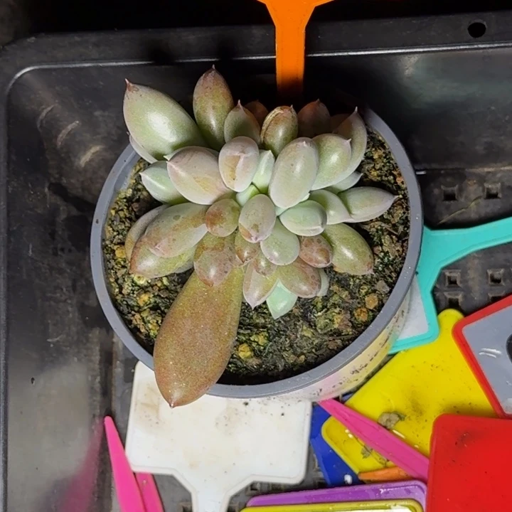 多肉植物海豚体哥特454