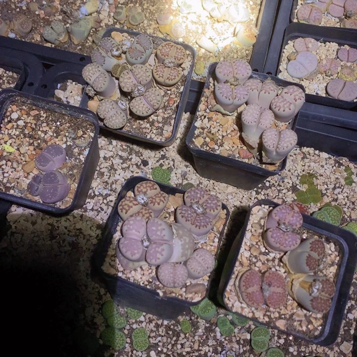 48999999999999999998