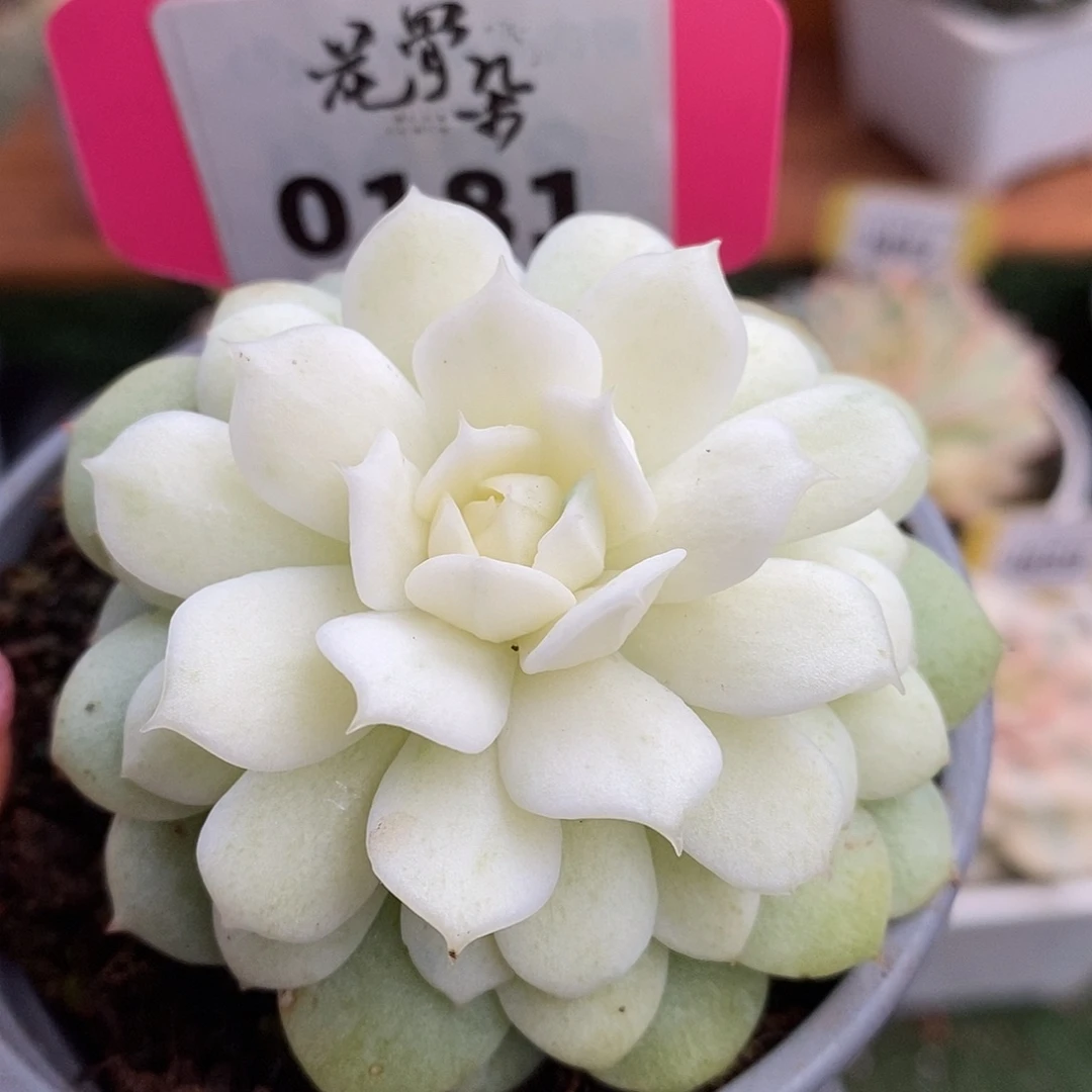 181静夜哈哈哈哈哈哈