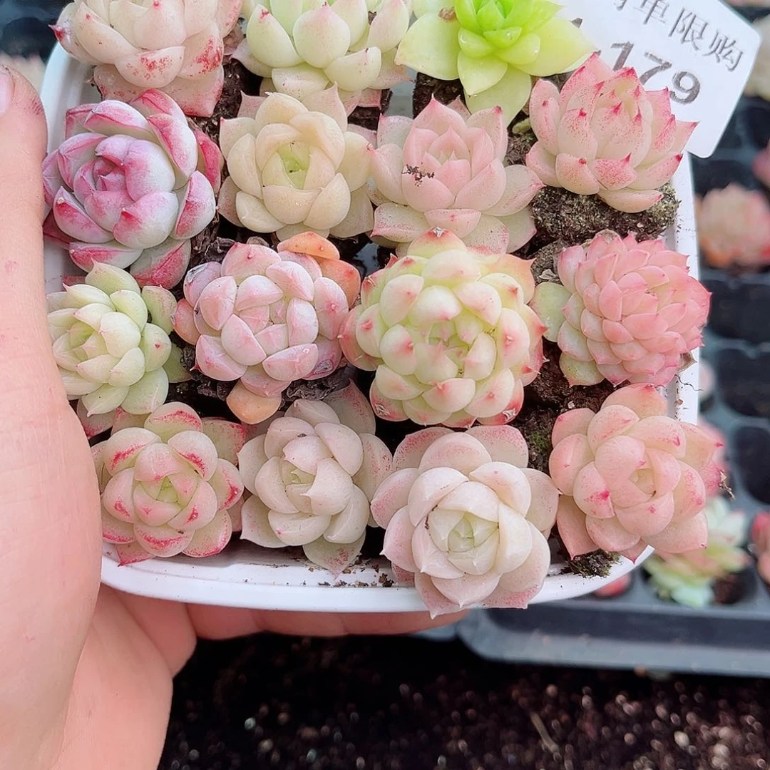 1-179 新疆西藏内蒙不发12.8包邮2-3公分多肉