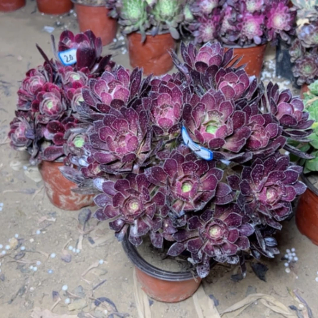 【闪购商品】多**子多肉植物黑豆17