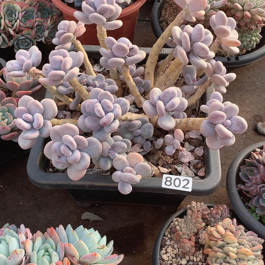 802大叶奶 一物一拍多肉