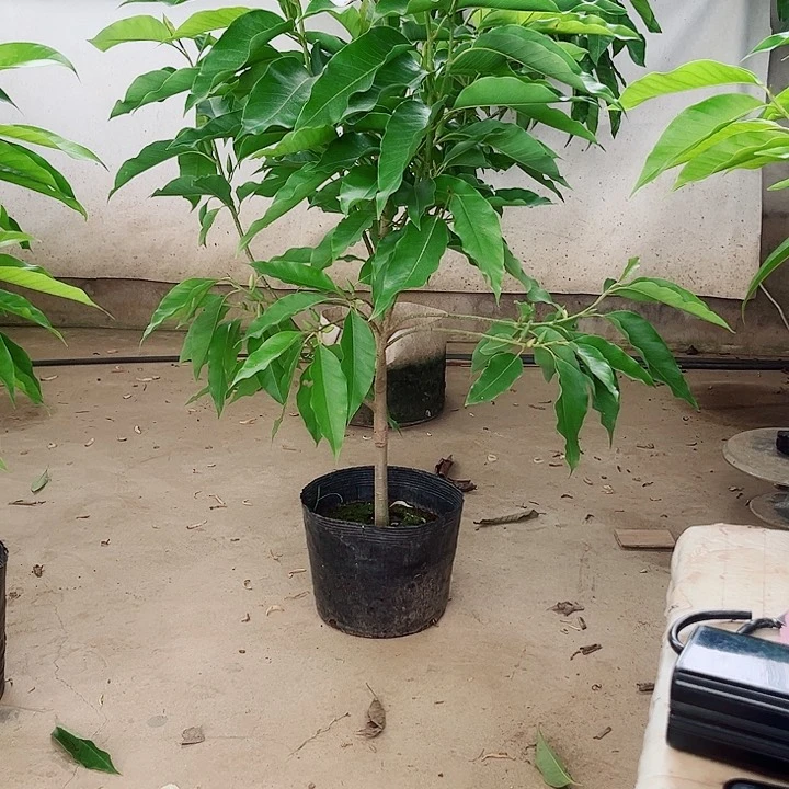 无花朵白兰花是真的好看