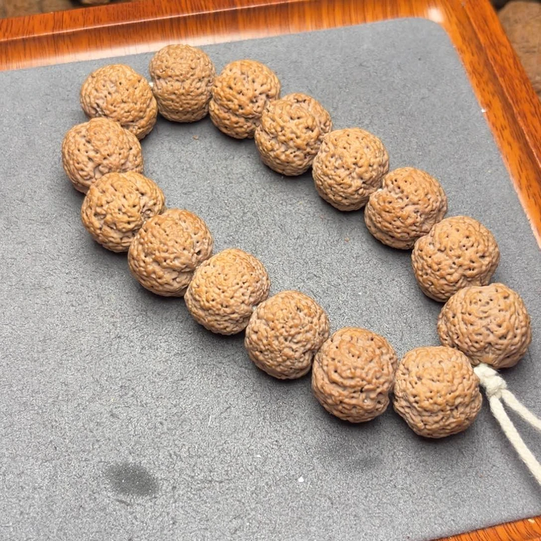 菩提16号尼泊尔大金刚21熊猫菠萝蜜梁