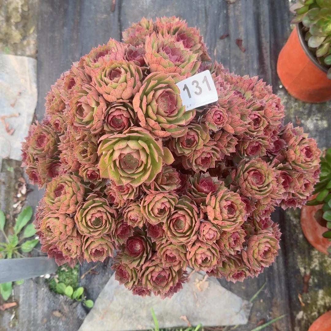 131多肉植物桃花石