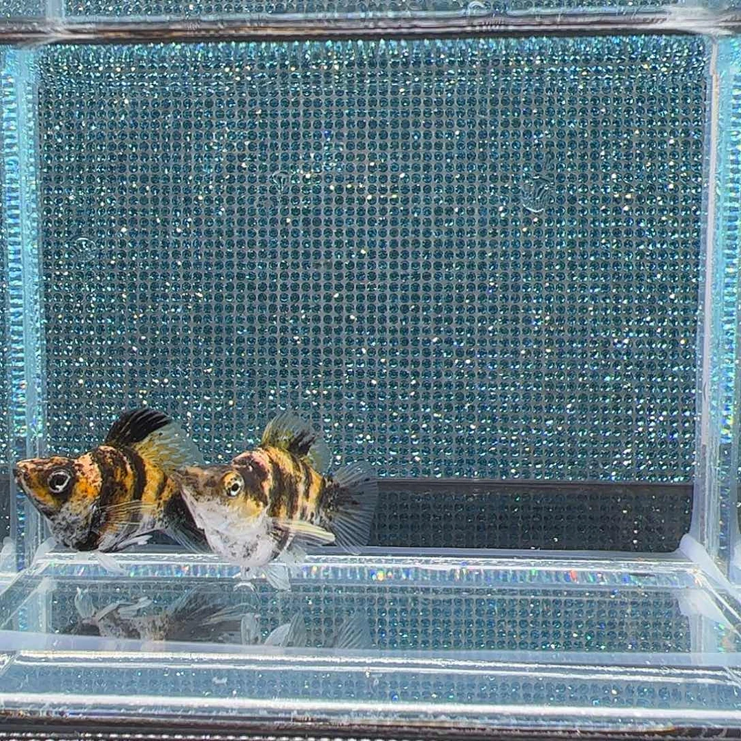 孔雀鱼老虎玛丽鱼