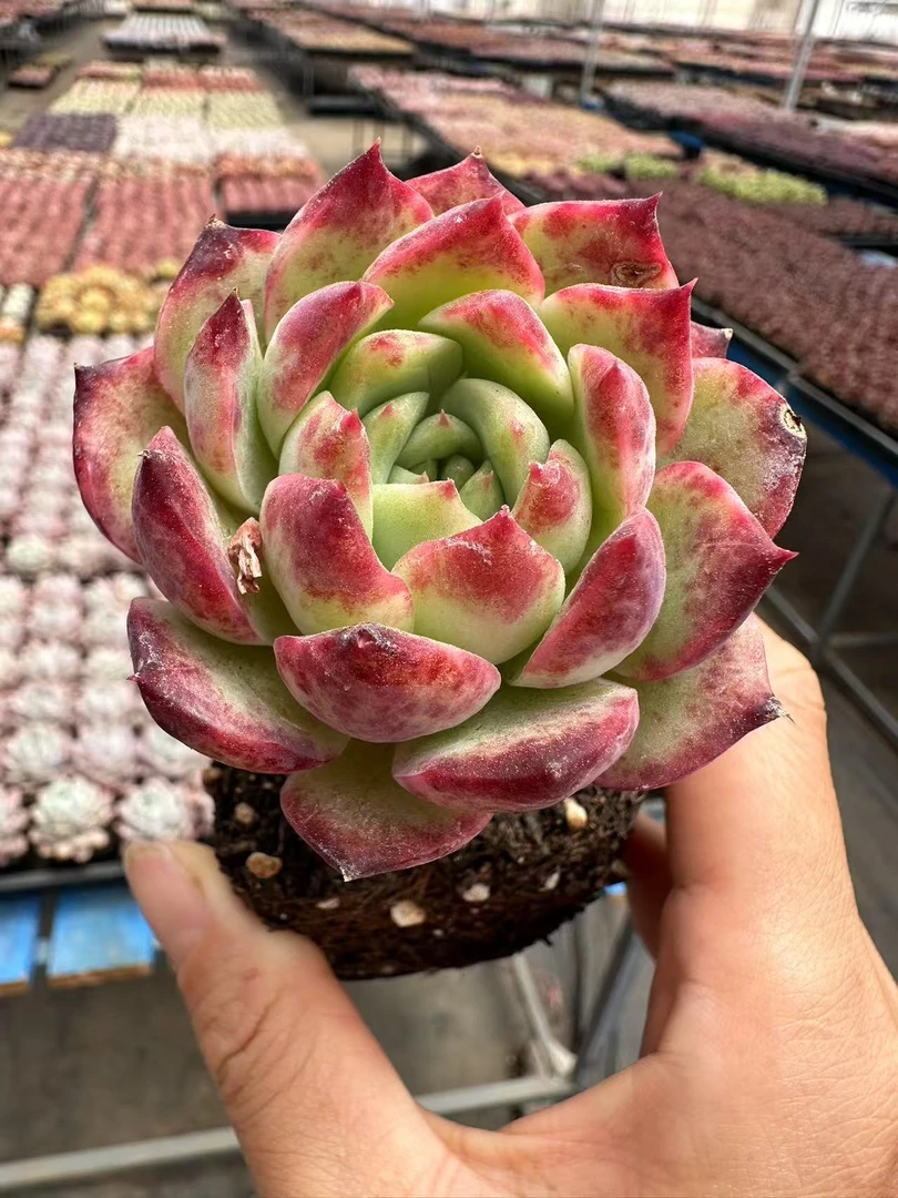 6#梅格多肉植物      前男友精品多肉