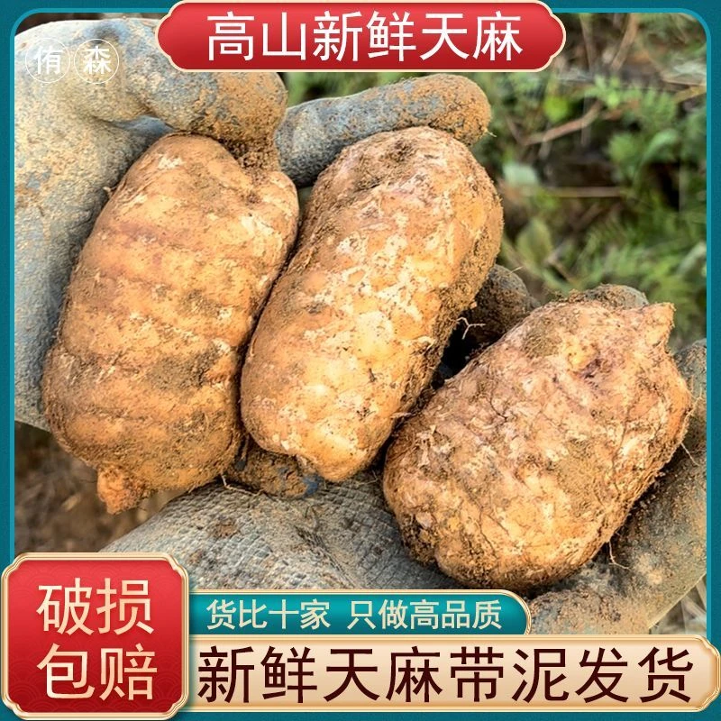 云南昭通小草坝新鲜天麻（一斤/三斤/五斤） 现挖现发 新鲜直发