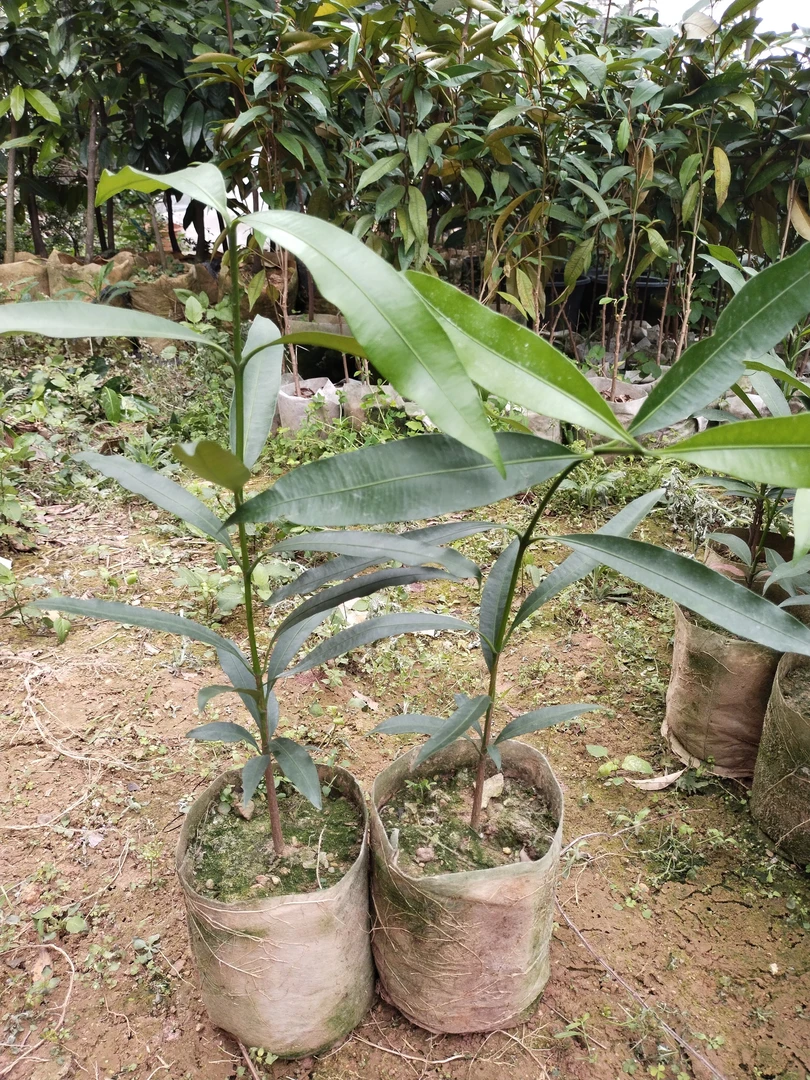 庭姐花卉仿真，绿植园艺，仅限直播间一物一拍