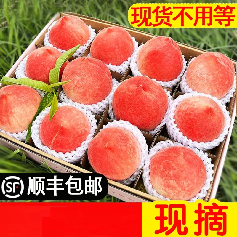 【现货现摘】正宗河北水蜜桃桃子新鲜水果2斤3斤5斤顺丰包邮