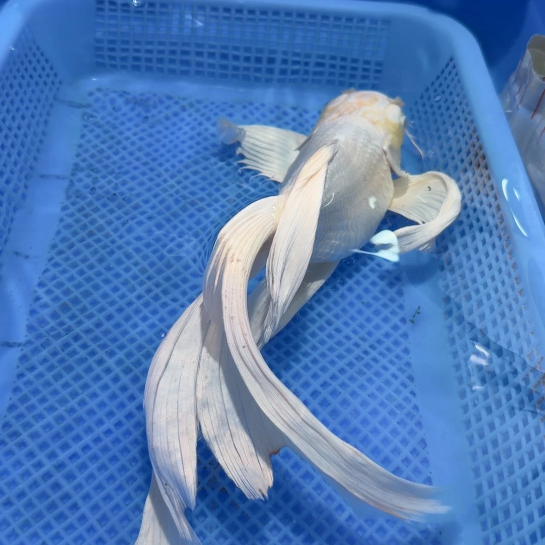 蝴蝶里观赏鱼白蝴蝶