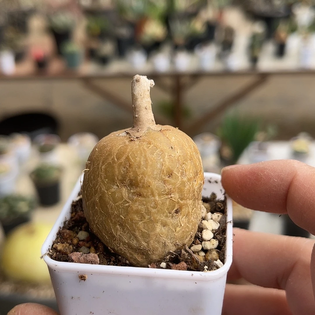 实生黑龙块根一物一拍