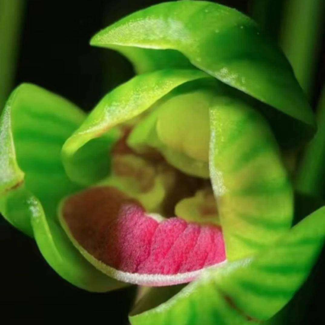 莲瓣兰（宝莲灯）3苗草脱盆裸根发货