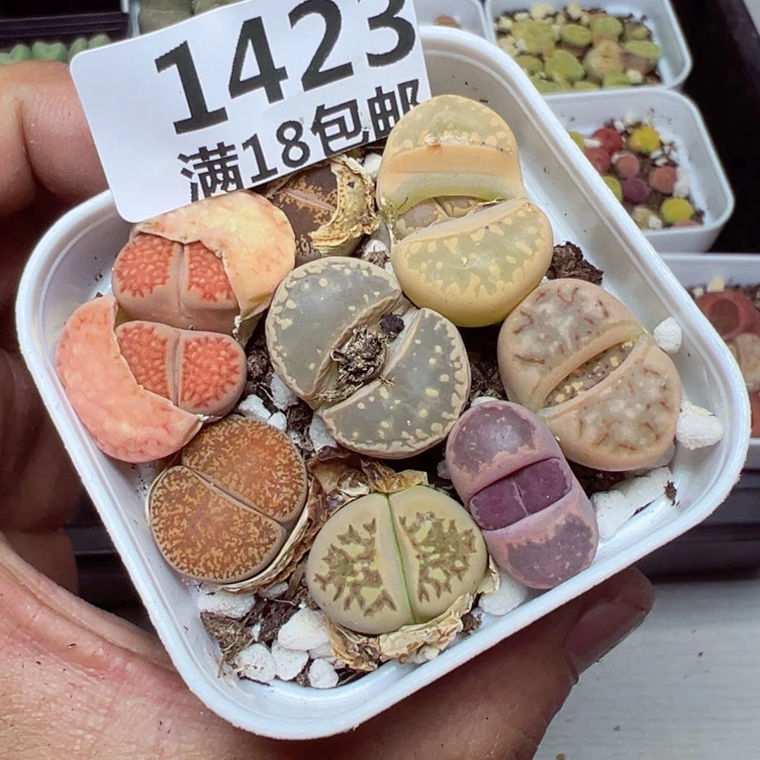 【闪购商品】 1423。