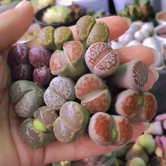 无花朵0543，7颗不同双头