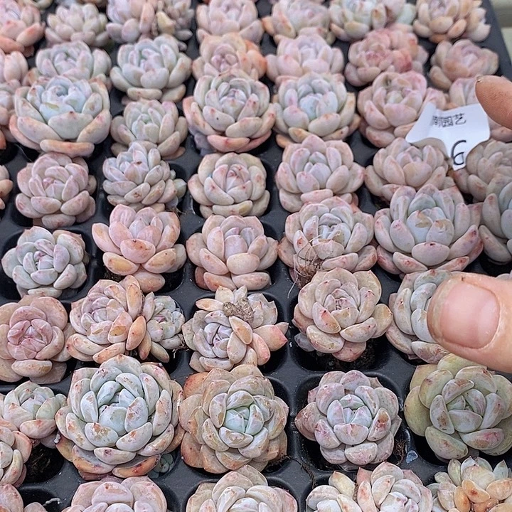 66 多肉植物盆栽花卉植物
