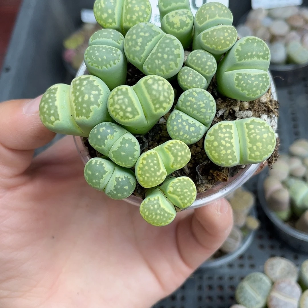 920000花花花花花花花