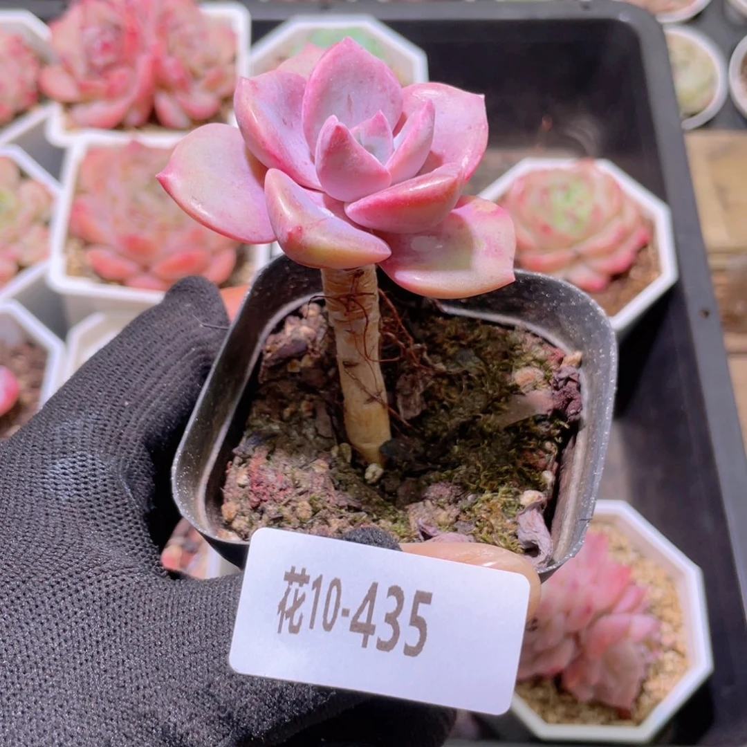 花利美10-435彩虹糖