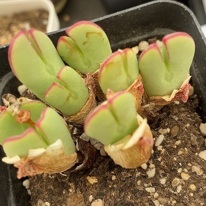 2992红边少将一群