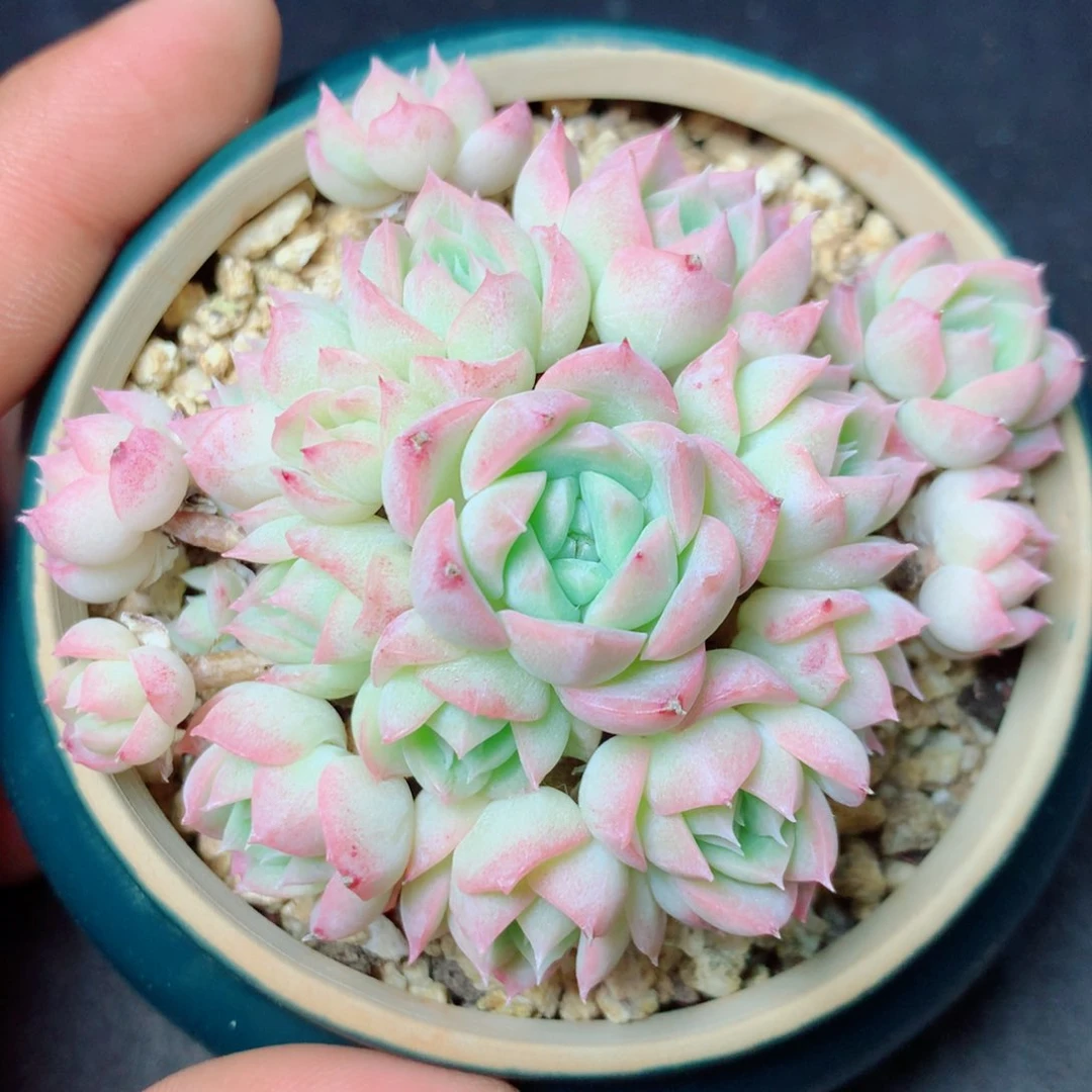 30 精品多肉一物一拍