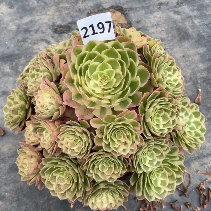 孔雀翎2197号多肉植物