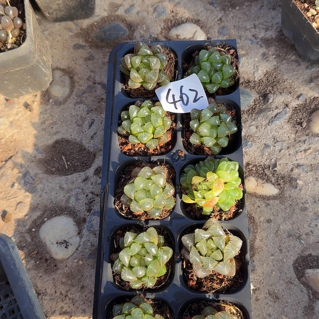 直播福利一物一拍462