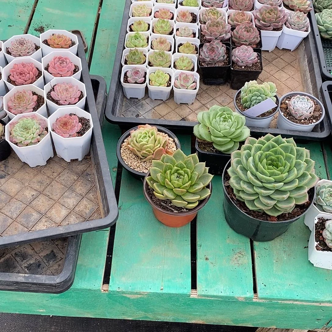 喵***七56颗寄养。