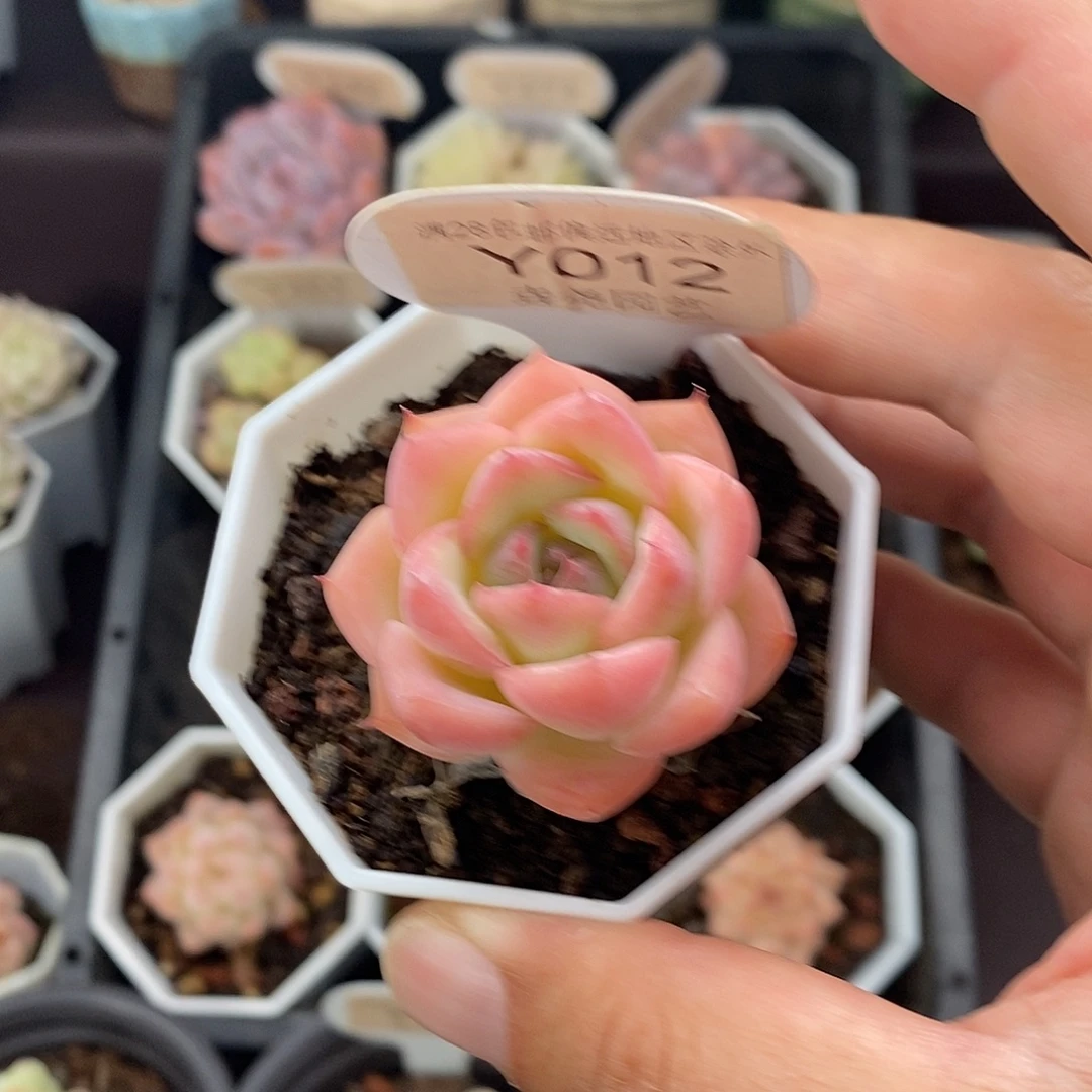 0012 水晶玫瑰 4cm