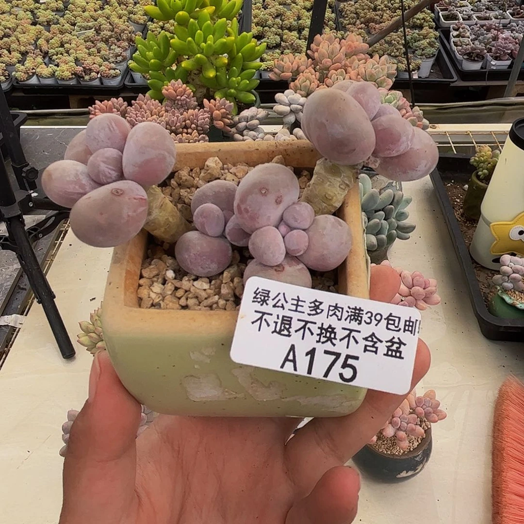 175芭比奶多肉7cm