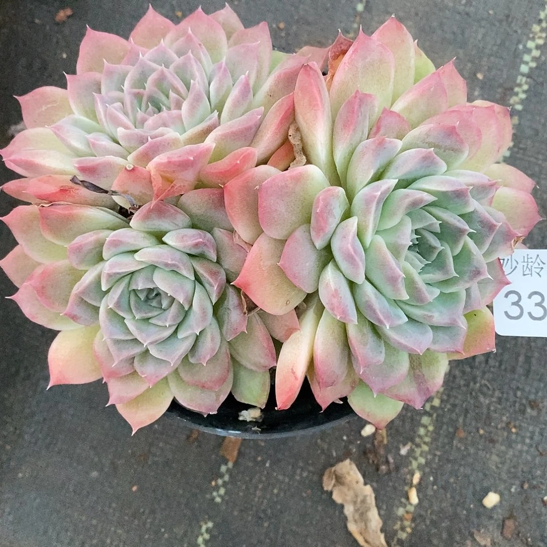 S***a3375下播福利～12厘米