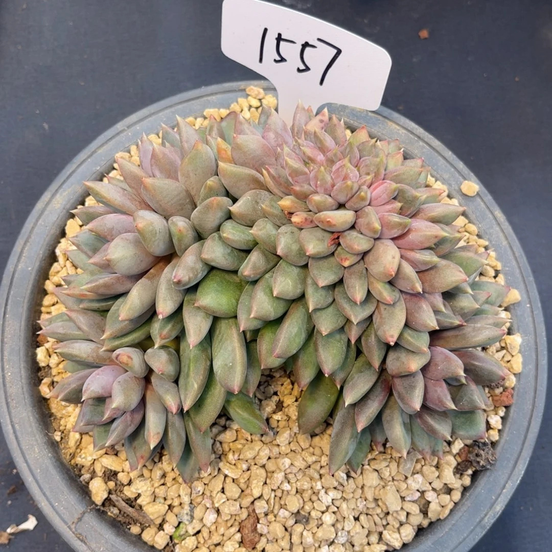 老阿姨花卉一物一拍1557