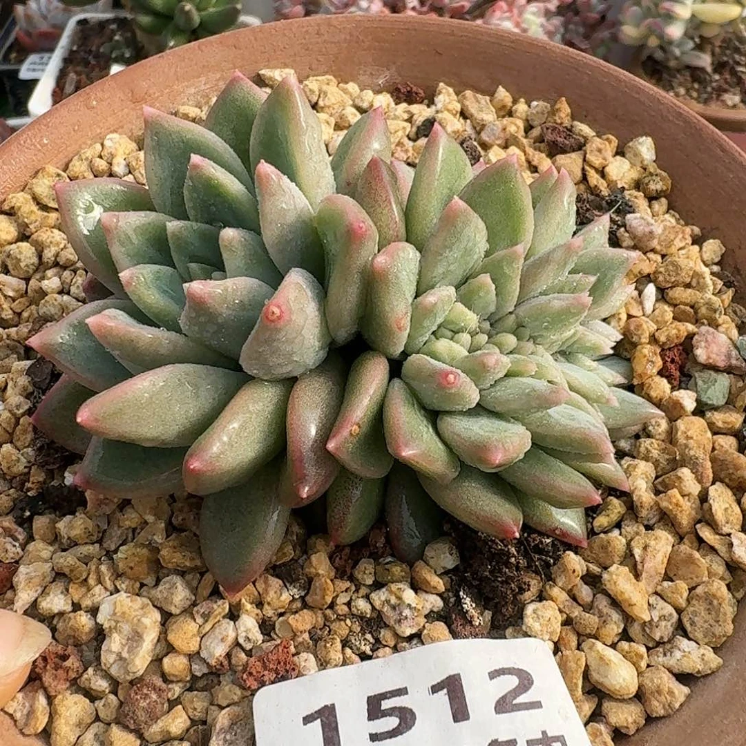 1512一物一拍（满28包邮）