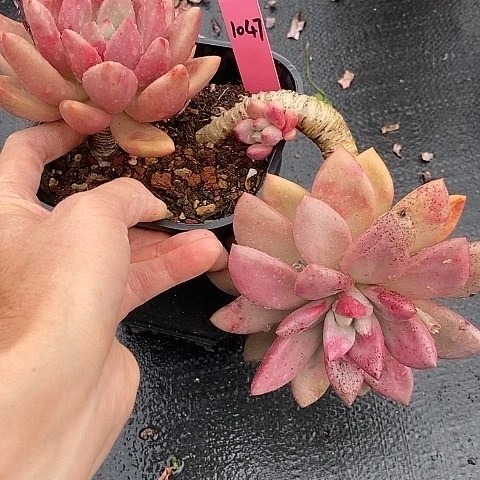 夜**兰1047多肉植物老桩