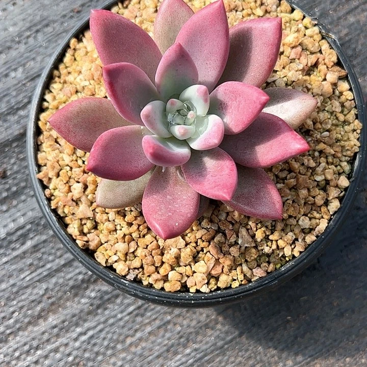 【闪购商品】知音单头多肉植物