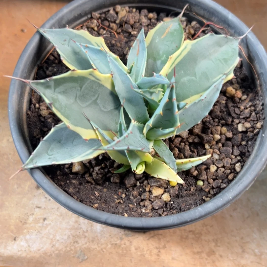 无花朵俗*多肉植物龙舌兰道