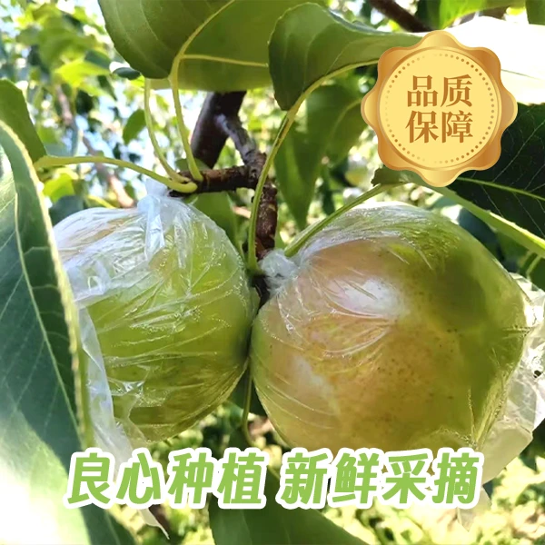 山西隰县玉露香梨脆甜多汁细腻化渣新鲜水果产地直发，8斤12颗装
