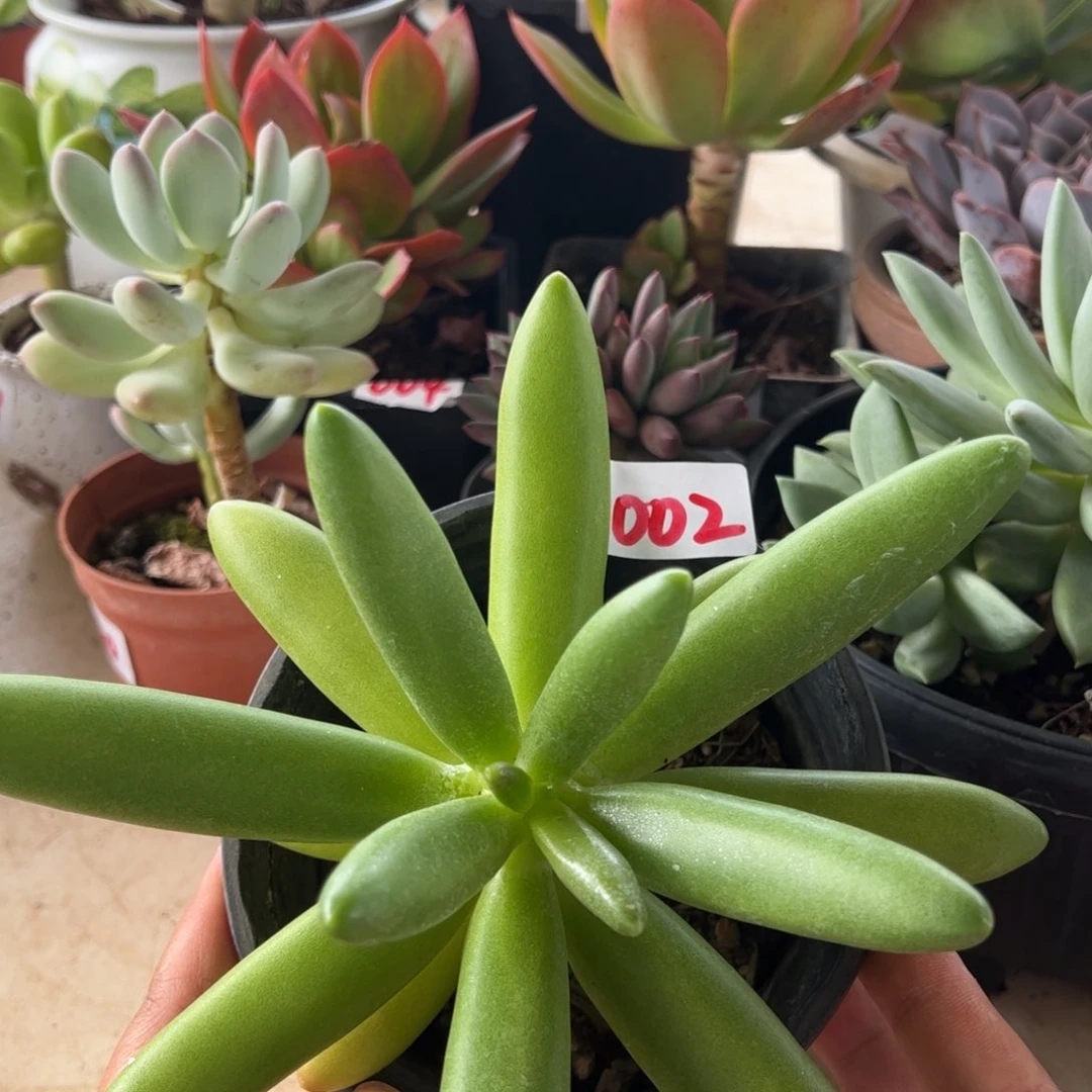【闪购商品】椰子树。 002。 1111111