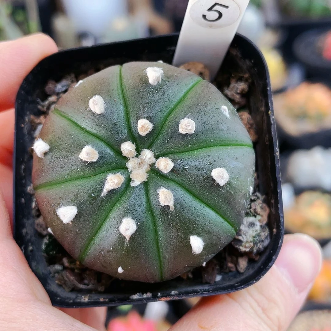 非偏远地区满25包邮仙人球