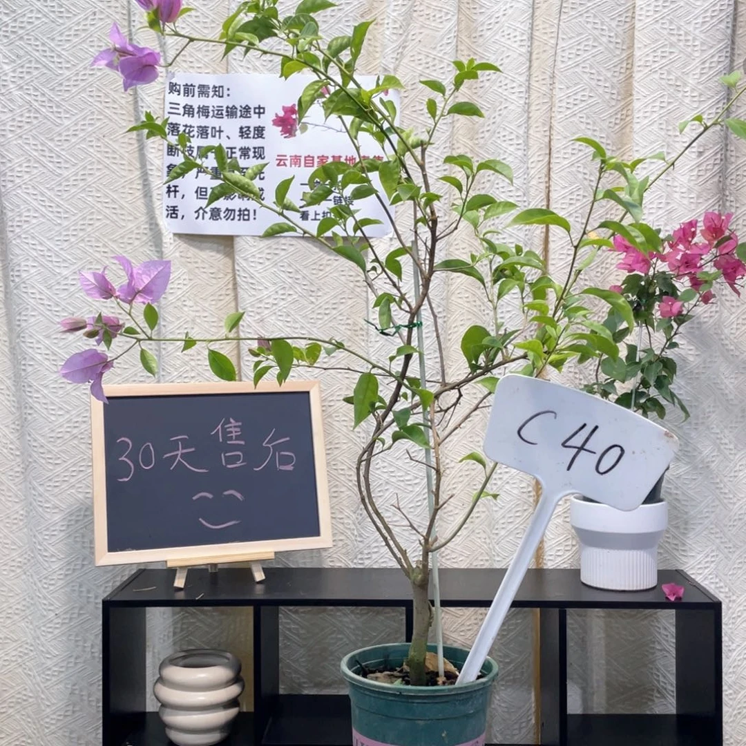 辰***群大量花朵（建议范围：8朵-15朵 或40%以上）塞弗里C40