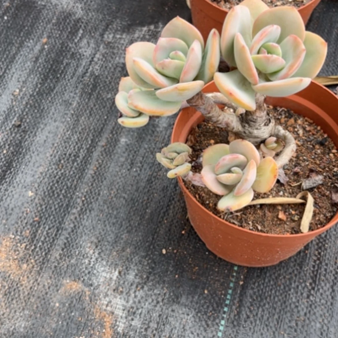 【闪购商品】徐*白凤